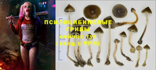 стаф Горняк