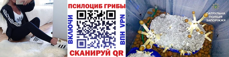 Купить  Терек  Галлюциногенные грибы GOLDEN TEACHER 